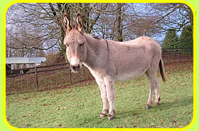 Poppy at the Tamar Valley Donkey Park